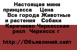 Настоящая мини принцесса  › Цена ­ 25 000 - Все города Животные и растения » Собаки   . Карачаево-Черкесская респ.,Черкесск г.